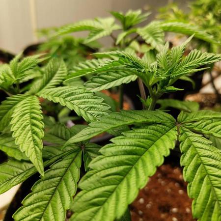 Chocolope Kush (P#2)