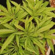 WSC OG (Pheno #2)