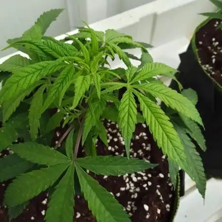 Bubba Kush