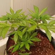 WSC OG (Pheno #4)