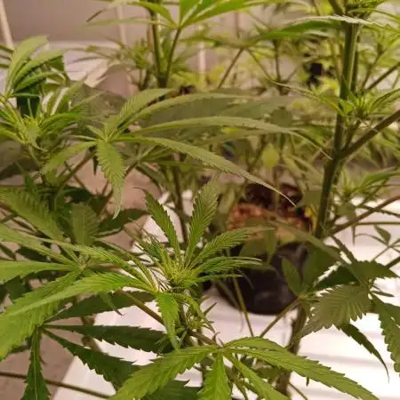 Northern Lights