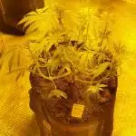 Blueberry OG