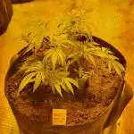 Blue cheese
