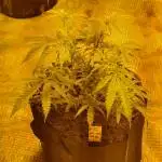 Peyote Critical