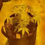 Critical Kush