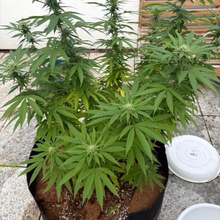 Royal cookies