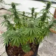 Royal cookies