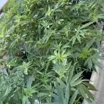 Kalini Outdoor