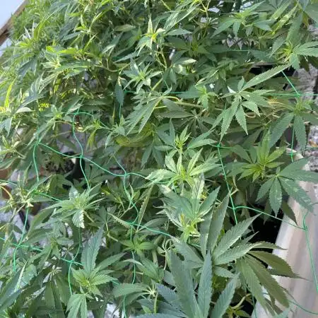 Kalini Outdoor