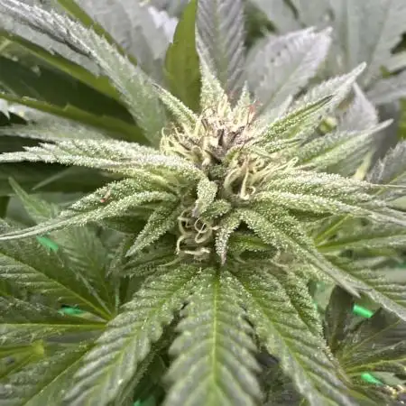 Kalini Outdoor