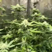 royal cookies