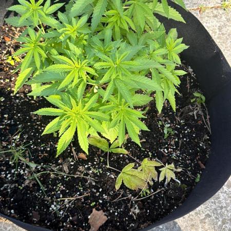 Royal cookies