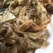 Kalini Outdoor