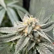 royal cookies