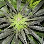 Kalini Outdoor