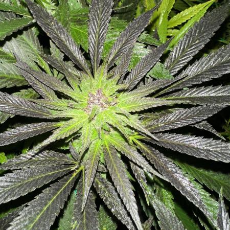 Kalini Outdoor