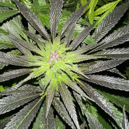 Kalini Outdoor