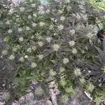 Kalini Outdoor