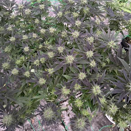 Kalini Outdoor