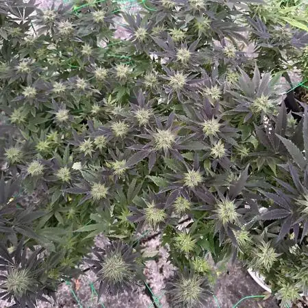 Kalini Outdoor