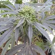 Royal cookies