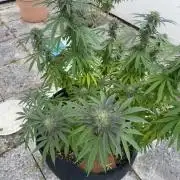 Royal cookies