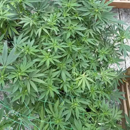 Kalini Outdoor