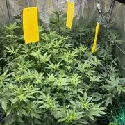 royal cookies