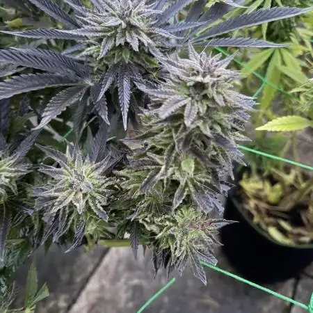 Kalini Outdoor