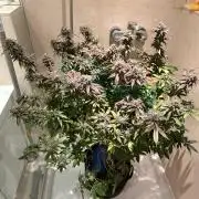 royal cookies