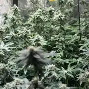 royal cookies