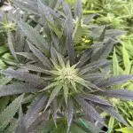 Kalini Outdoor