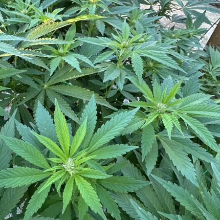 Kalini Outdoor