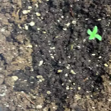 1st grow