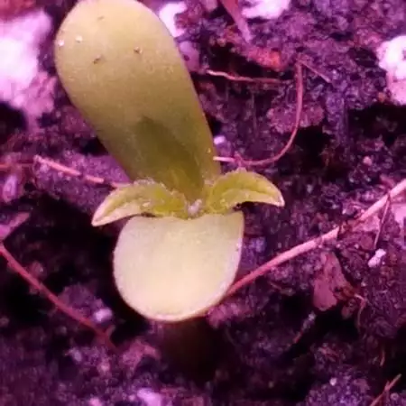 SODK 1st auto