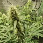 black apple fritter