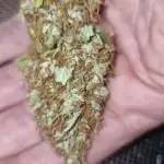 black apple fritter