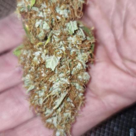 black apple fritter