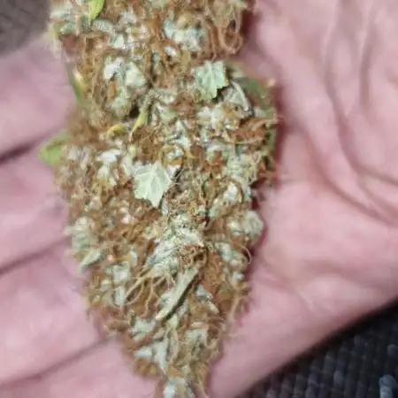 black apple fritter