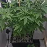 black apple fritter