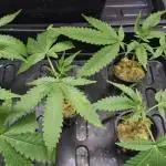 Permanent white marker first rwdc grow