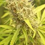 black apple fritter