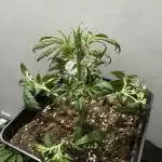 Quick one autoflower royal queen seeds