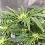 First Grow