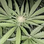 Super Skunk Hero ? From random loose bag