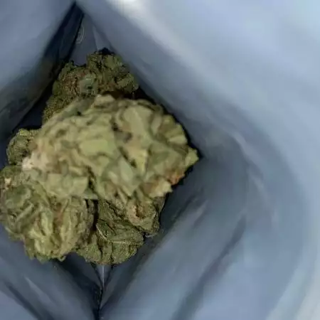 Blue Headband (GingerApe Seeds)