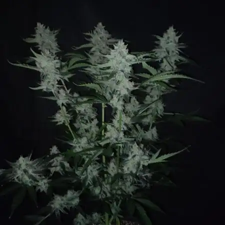 🏆 Runtz Auto LED 🏆