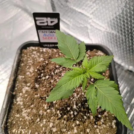 Frostbanger Auto LED