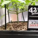 Frostbanger Auto LED
