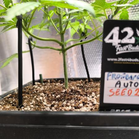 Frostbanger Auto LED